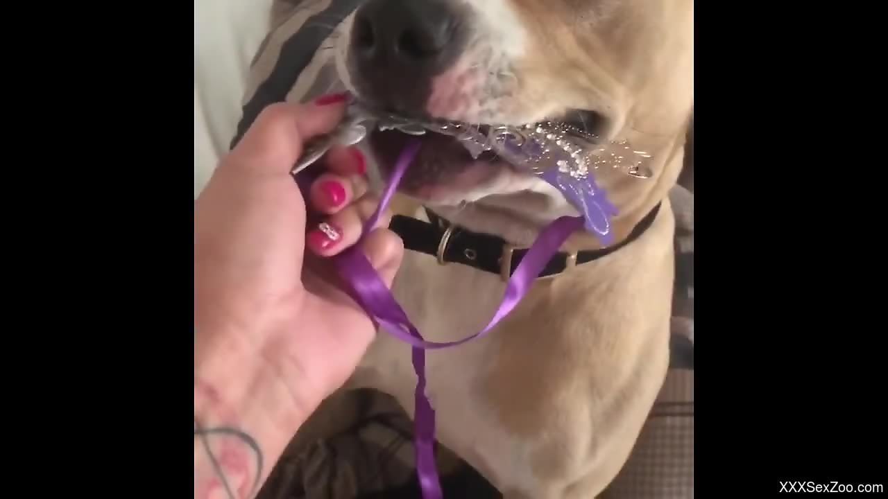 Tanned babe filmed in great angles trying sex with the dog