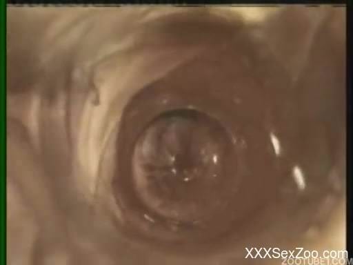 Black dog nicely drills a big-boobed zoofil