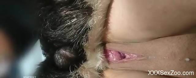 Gorgeous girl getting fucked on all fours by a dog