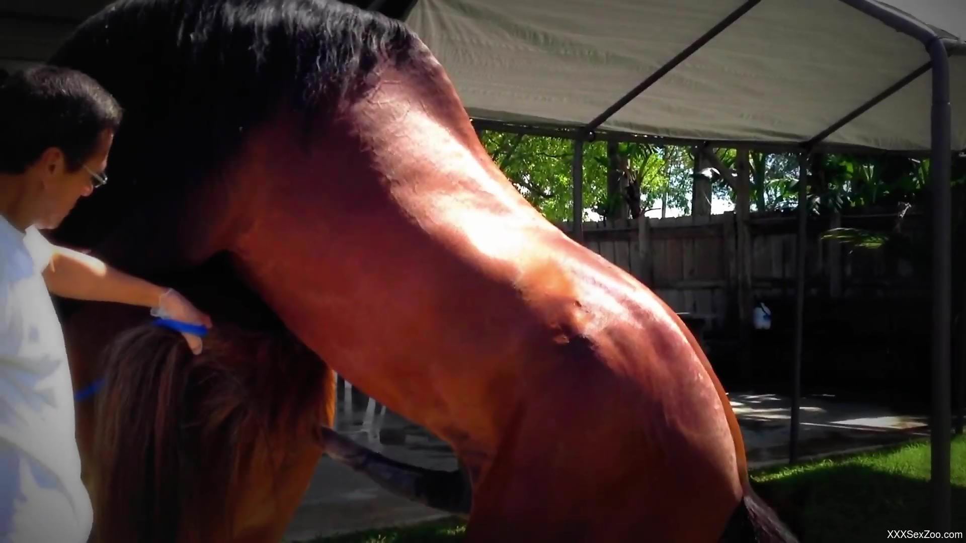 Proud zoophile watches his horses fuck hard for him