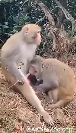 Monkey gives blowjob to a male and horny man films it