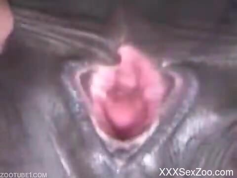 Old man craves sex with the horse in brutal zoophilia