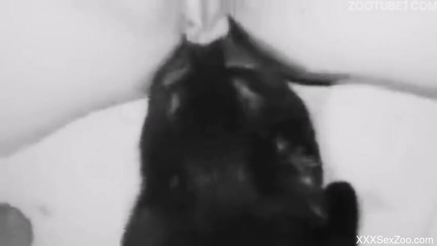 Small cat licks woman's wet pussy in highly intense modes