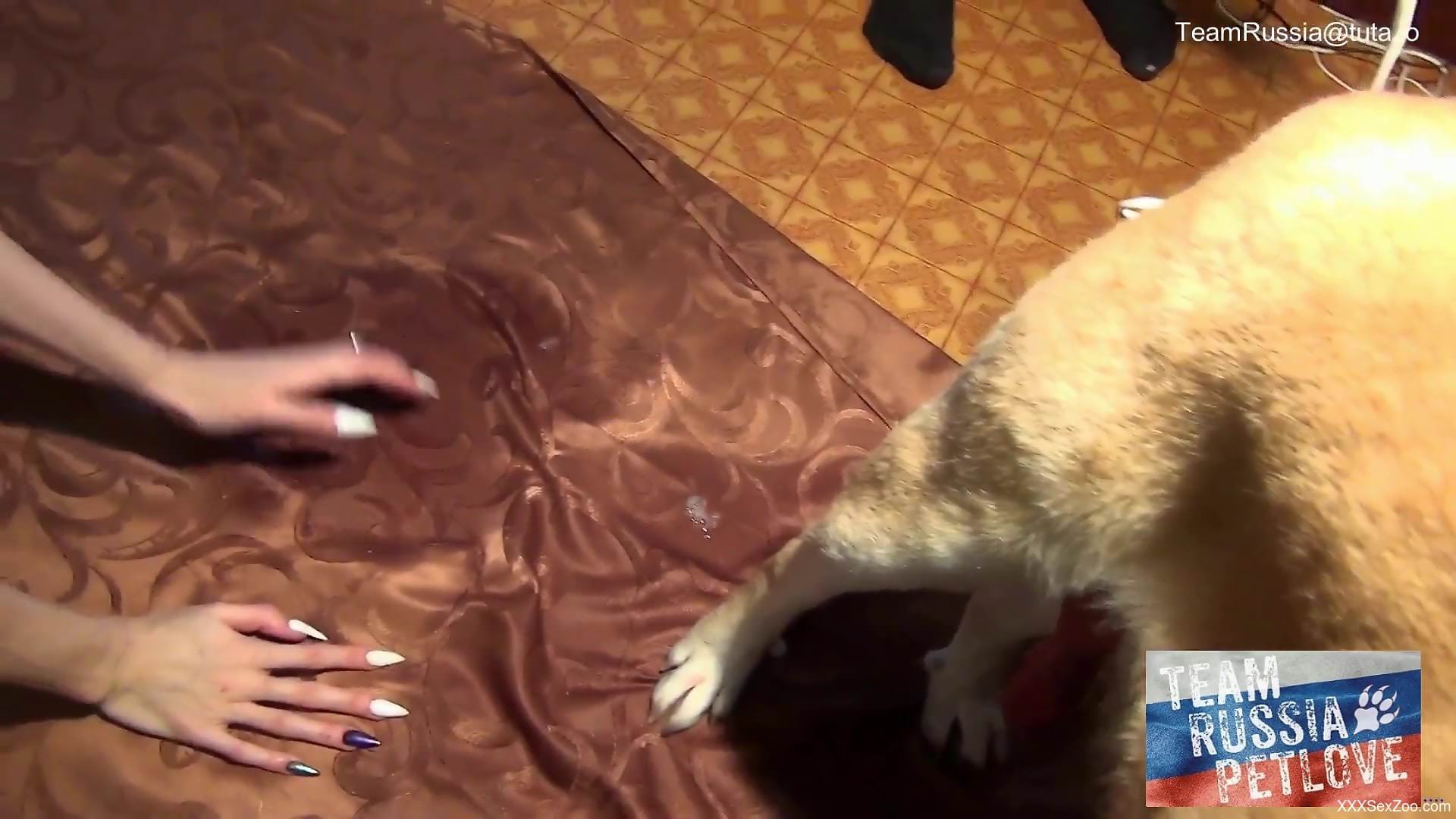 Russian beauty sucking a dog's dick and eating its cum