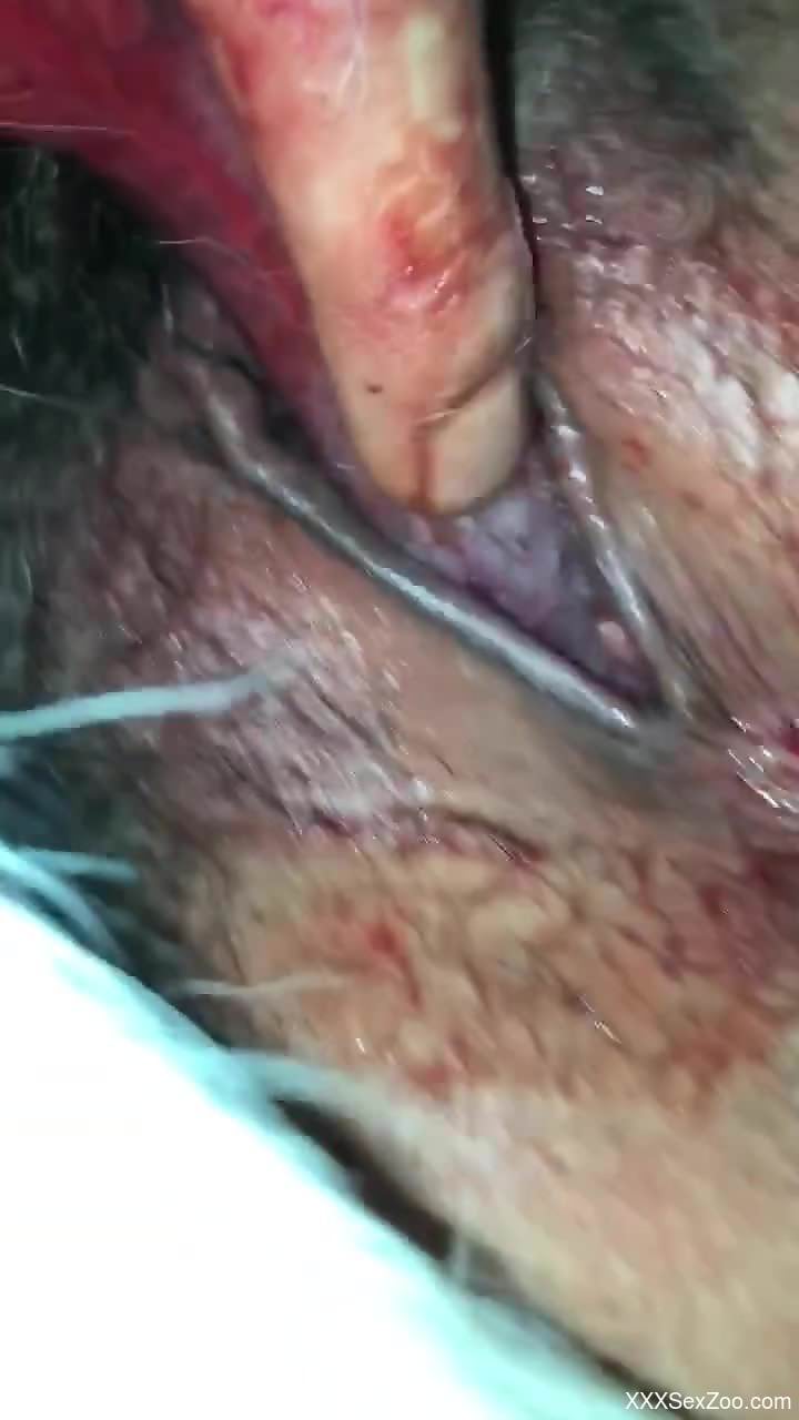 Closeup display of a man deep fingering a female horse