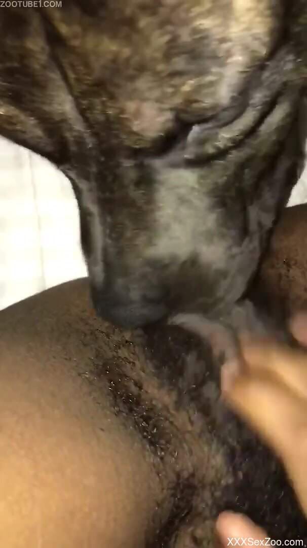 Dog licks woman's hairy cunt in surreal homemade kinks
