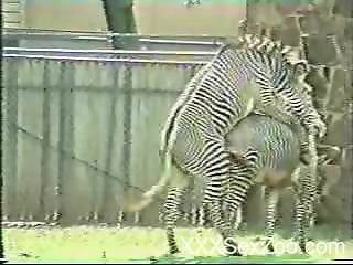 Two zebras enjoying hardcore fucking outdoors