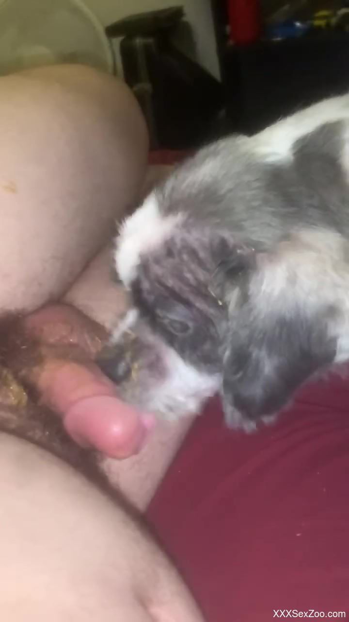 Guy's hairy cock is going to get licked on camera