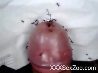 Aroused man loves those ants on his dick while he jerks off