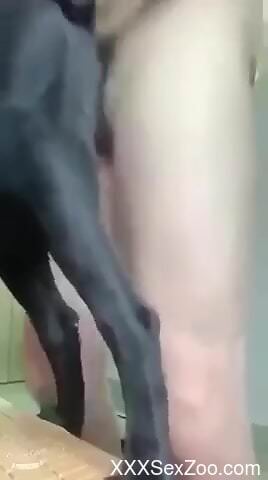Guy makes this dog lick his cock and it is hot