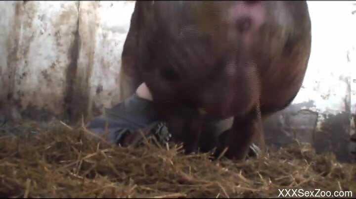 Man filmed getting hard drilled by a pig in surreal scenes