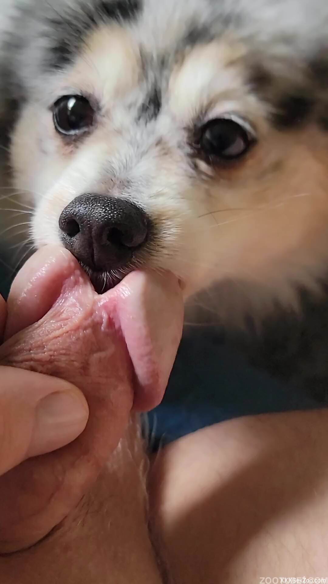Dog licks man's split cock in highly energized scenes