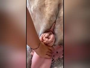 Horse cock massage: taboo lust unflinching