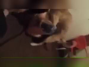 Dog fucks woman part 1