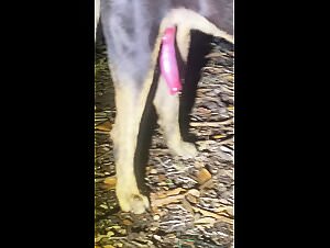 Dogfuck Fantasy: Zoophile Cravings Unleashed