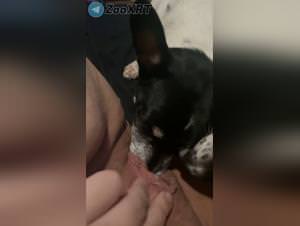 Two dogs destroy her pussy brutally