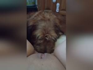 Feral Pussy Licking: Extreme Bestiality Treats