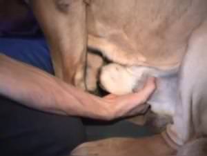 Wild doggy sex, extreme pleasures unleashed