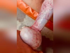 Dog fucking addict, hardcore pussy pleasure