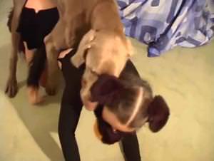 Bitch fucks dog : extreme bestiality