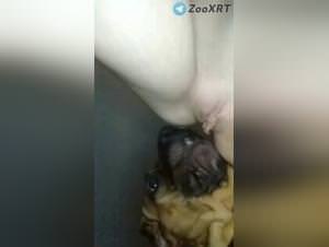 Wild Dog Fuck & Extreme Porn