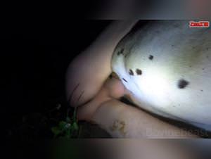 Bitch Gets Fucked Wildly by Dog