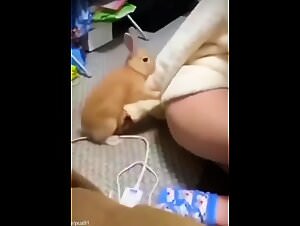 Dogs Violate Bunnies: Extreme Zoofilia Videos Exposed