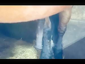 Horse Excited and Ready for Action