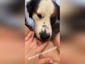 Woman Dog Licking Videos