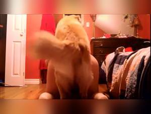 Beastiality law UK, dog sex and orgies on the web, free extreme zoo porn