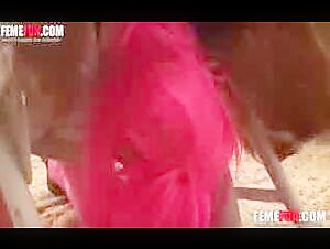 Bestiality Video: Dive into the extreme