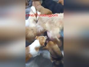 Asian Big Dog Extreme Orgies