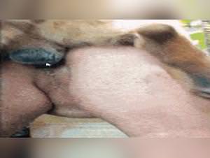 Analina: Dog Fucks Girl Outdoors