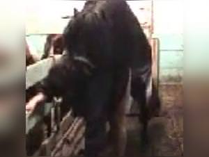 Horse fuck extreme scenes