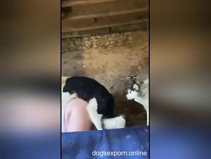 Basement dog sex frenzy