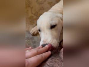 Dog sex slavery: feline domination