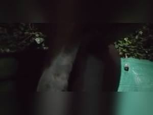 Dog Bangs Her Through The Night