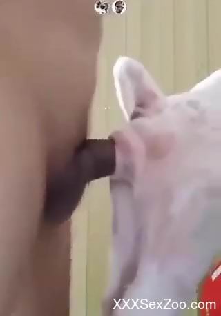 Dude fucking a dog from behind like an alpha dog