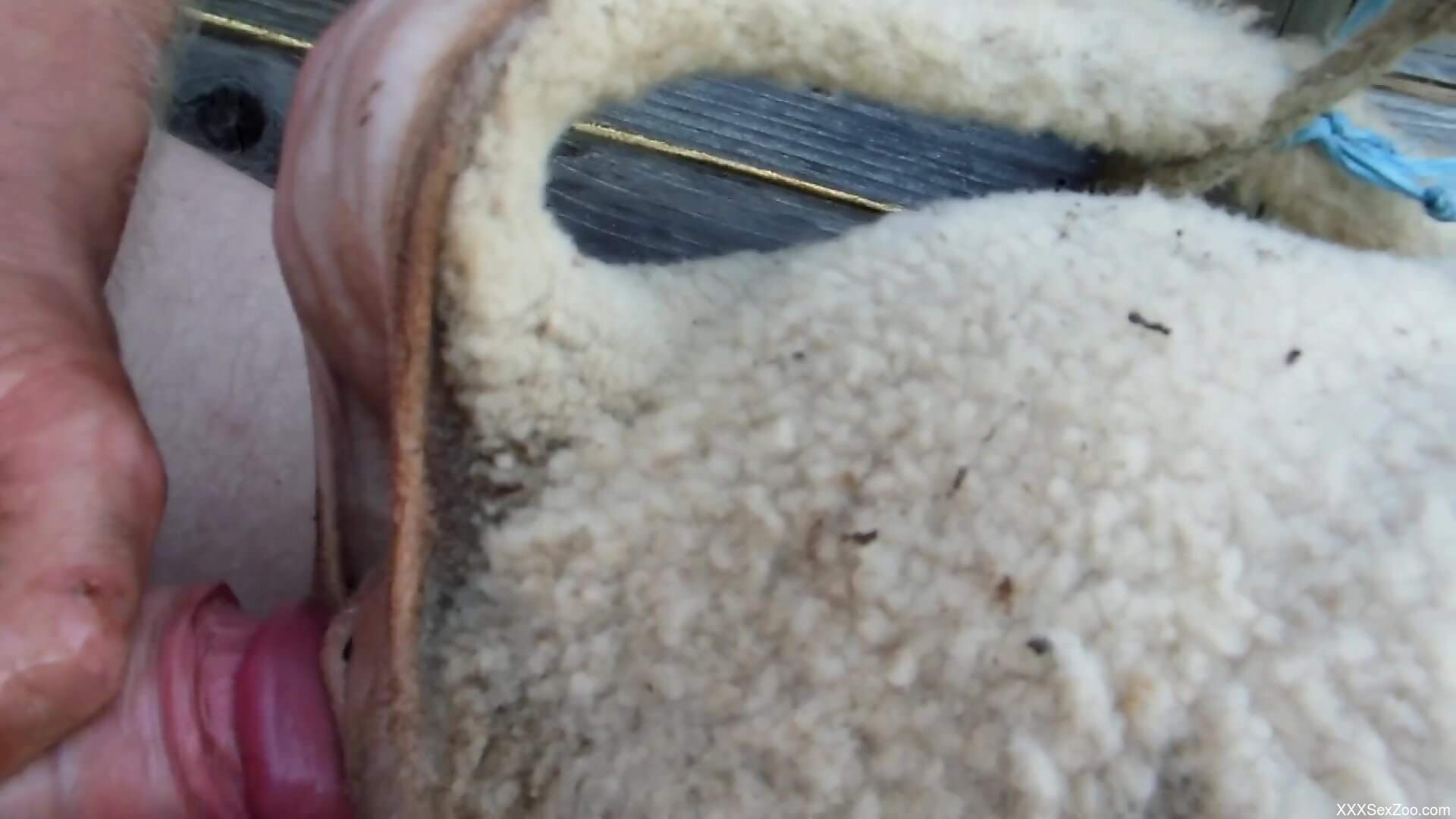 Nude male pumps farm animal's tight ass in brutal manners