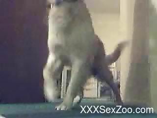 Nasty babe in a sexy skirt gets licked by a dog