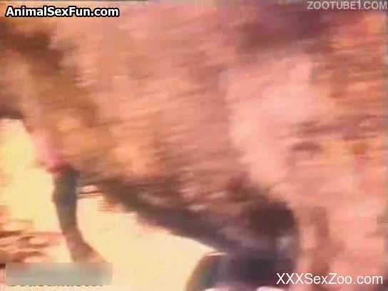 Serious dog porn amateur scenes with woman in red lingerie