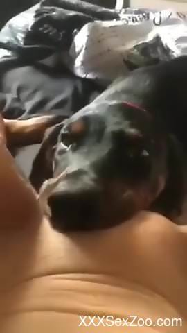 Dog pleases nude female by licking her moody pussy