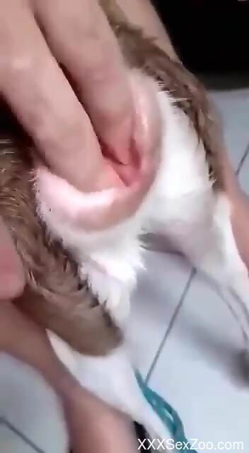 Hot dude gaping the dog's pussy with closeups
