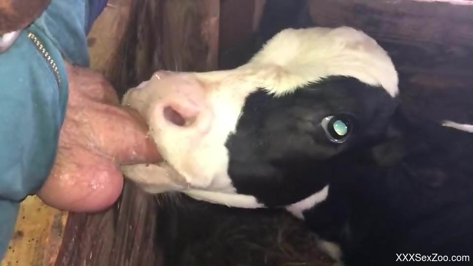 Baby veal licks man's erect dick until sperm pops out
