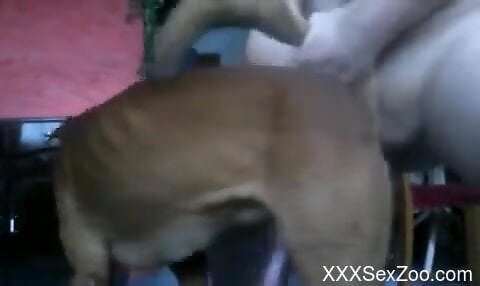 Man fucks furry dog in the ass during brutal cam scenes