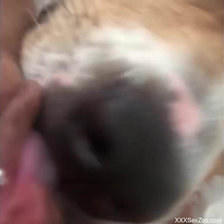 Dog licks the woman's pierced pussy until she comes