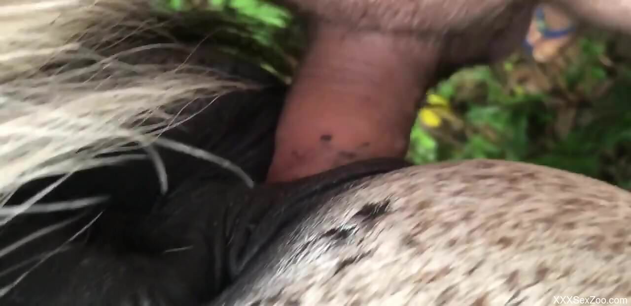Dude buries his throbber in a hot animal pussy