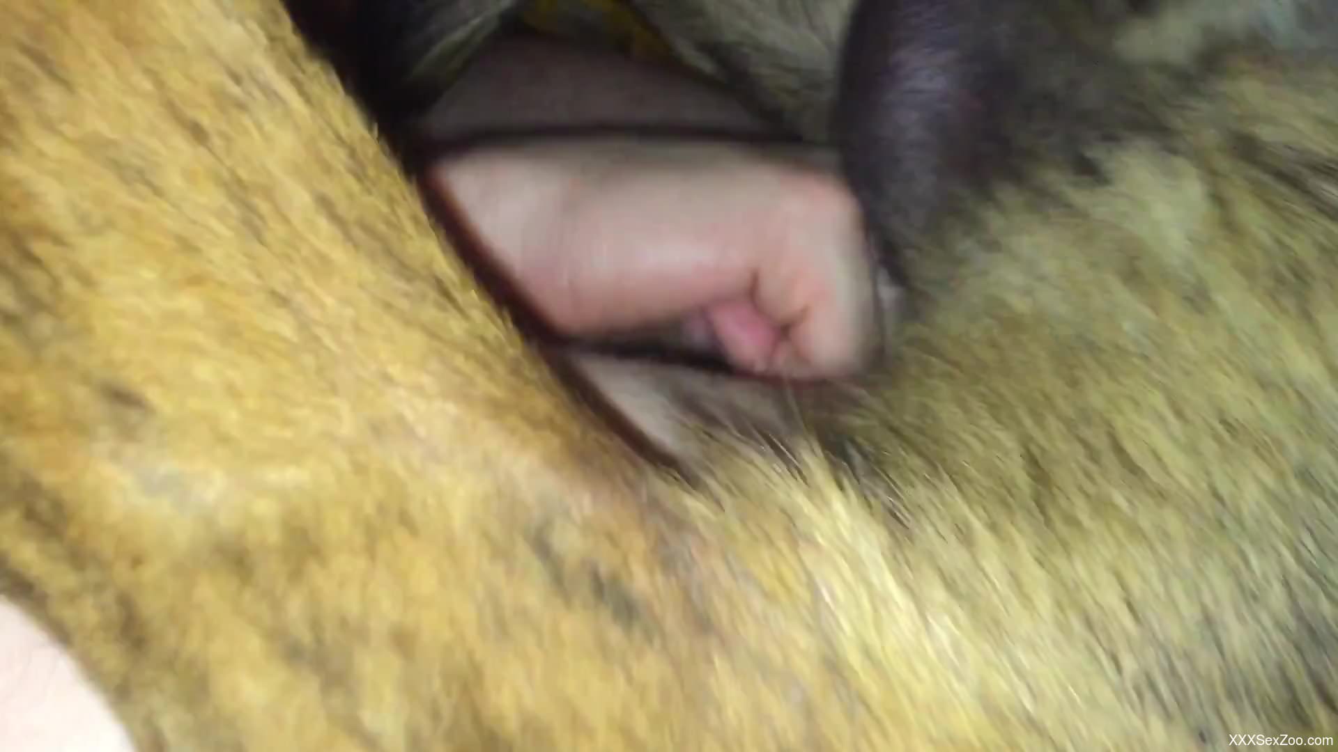 Dude's smooth asshole gets fucked by a kinky dog