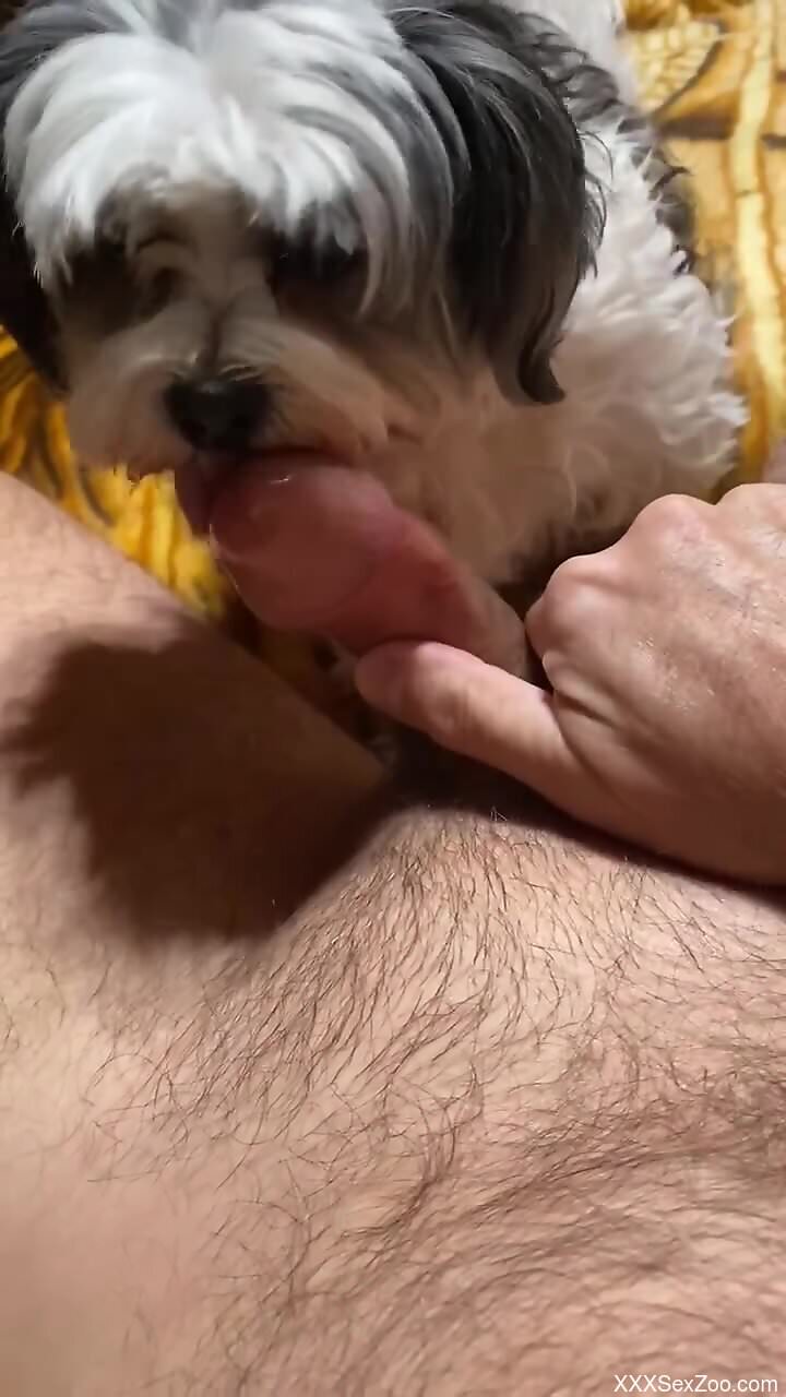 Awesome guy getting off with a sexy beast in POV