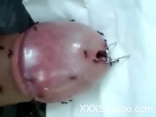 Dude enjoys masturbation with ants on his erect dick